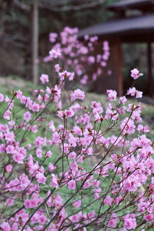 some pink flowers are in the grass by a bush