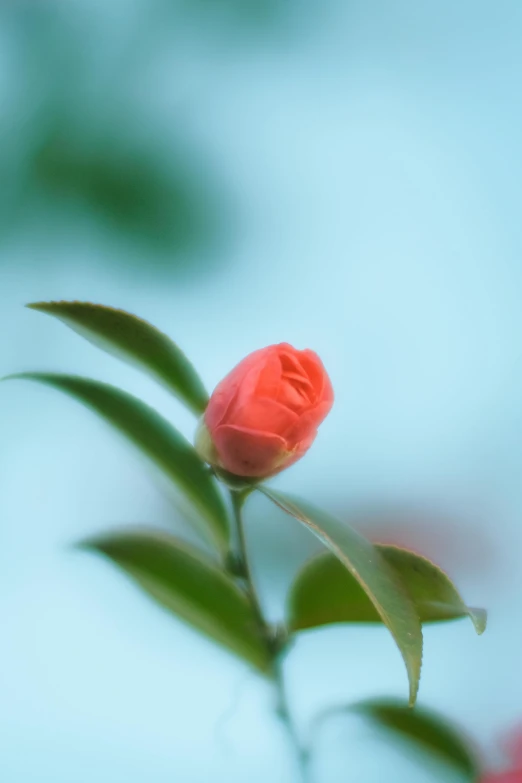 a tiny single flower bud on a green stem