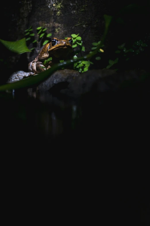 two frogs sitting on rocks in the dark