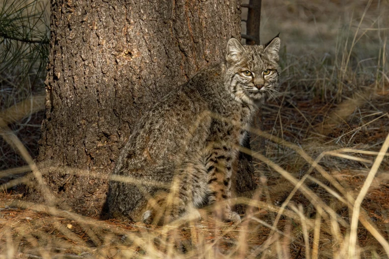 a cat hiding by a tree in the woods