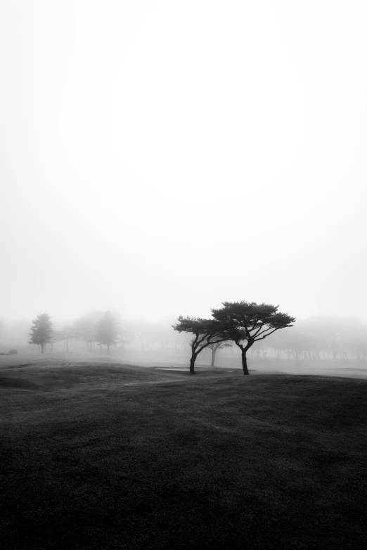 a foggy park with trees in black and white