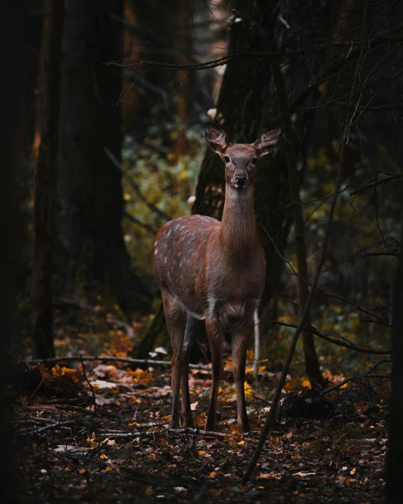 a small deer in a dark forest near some trees