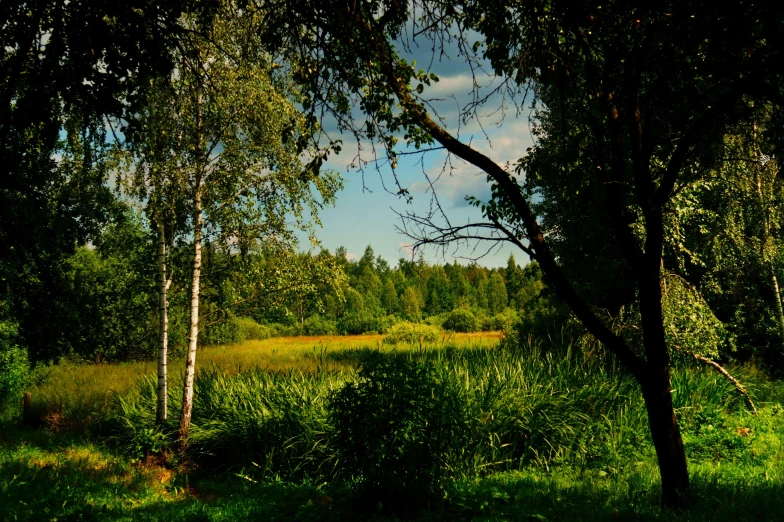 an image of a nature setting in the wilderness