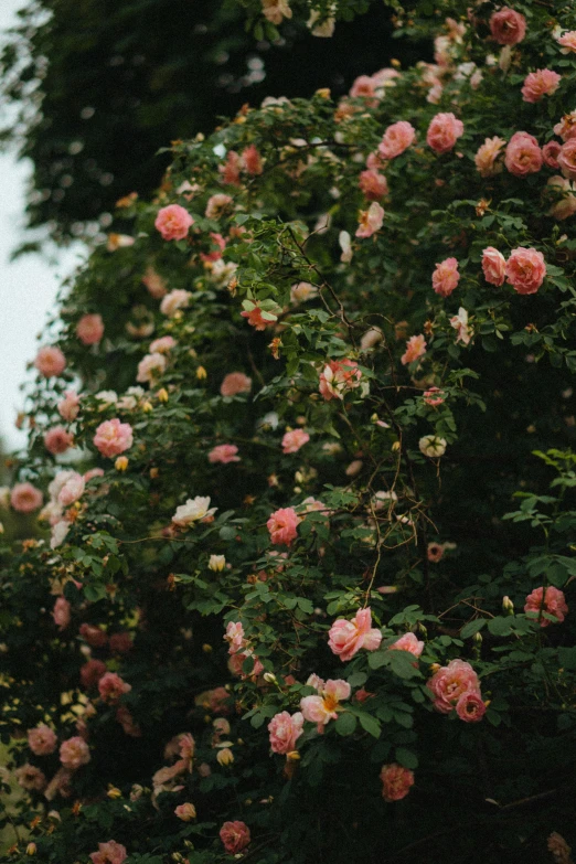 some pink flowers near green trees on a cloudy day