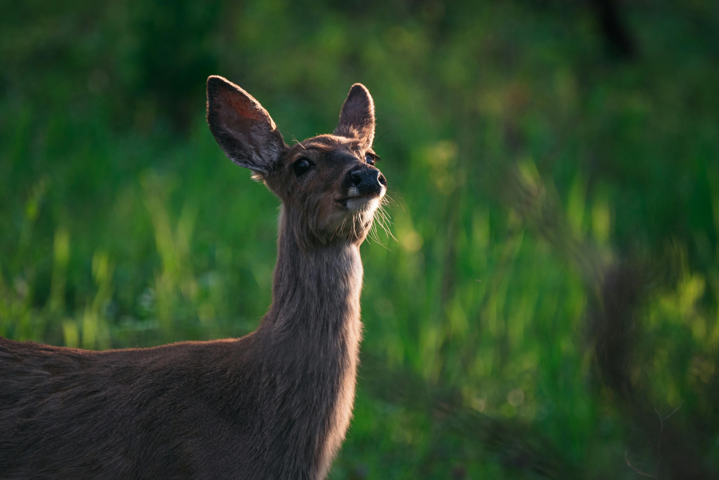 a small deer standing in the grass on a sunny day