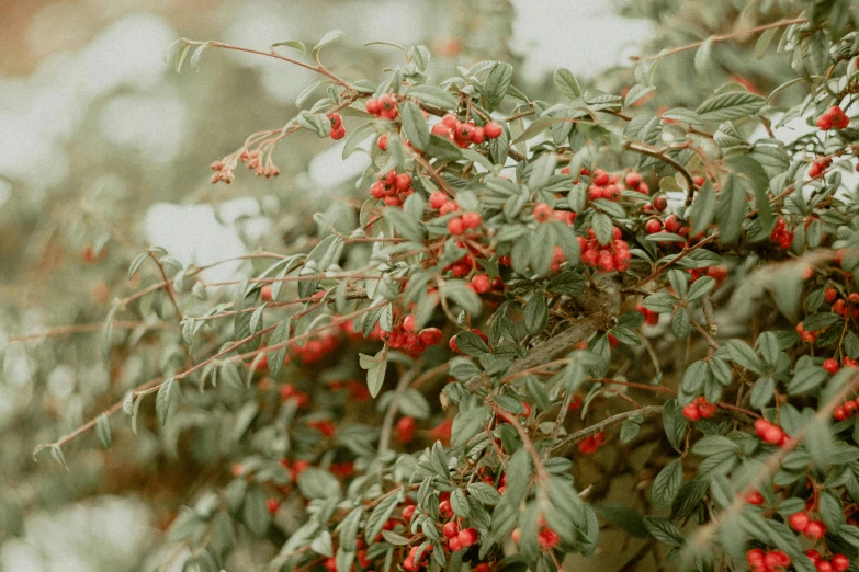 a bunch of berries hanging from a tree