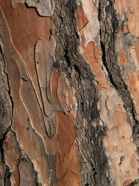 the bark of a tree is brown and white