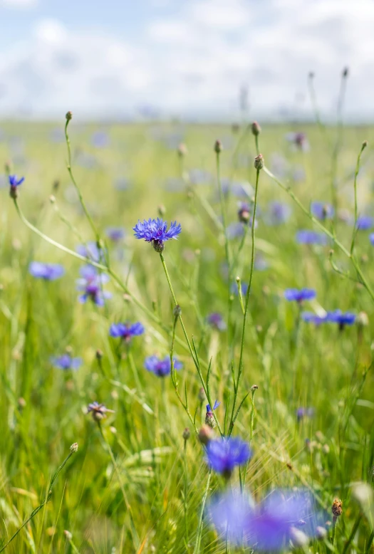 flowers in an open field, looking almost ready for spring