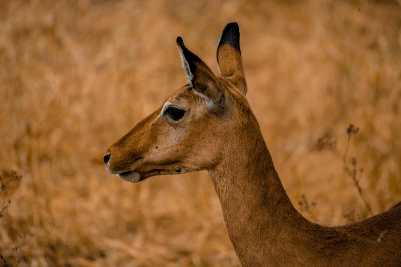 a brown fawn sitting in the middle of a dry grass covered field