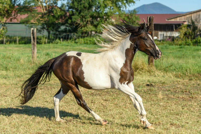 a brown and white horse walking in the grass