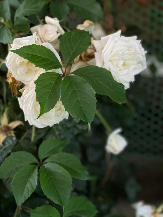 white roses on a tree with lots of leaves