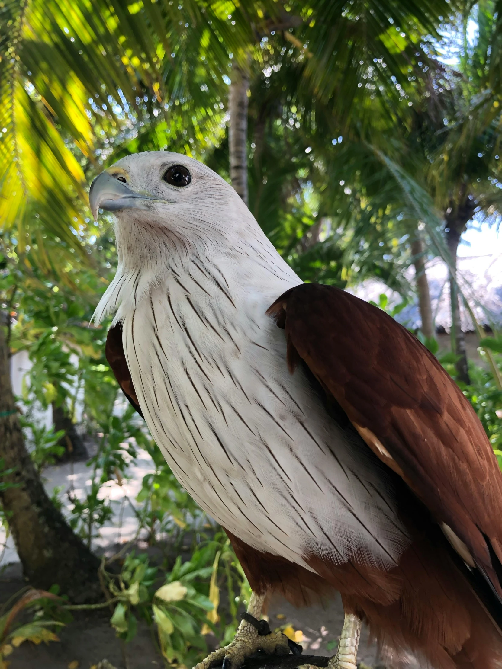 large brown and white bird perched on nch with trees in background