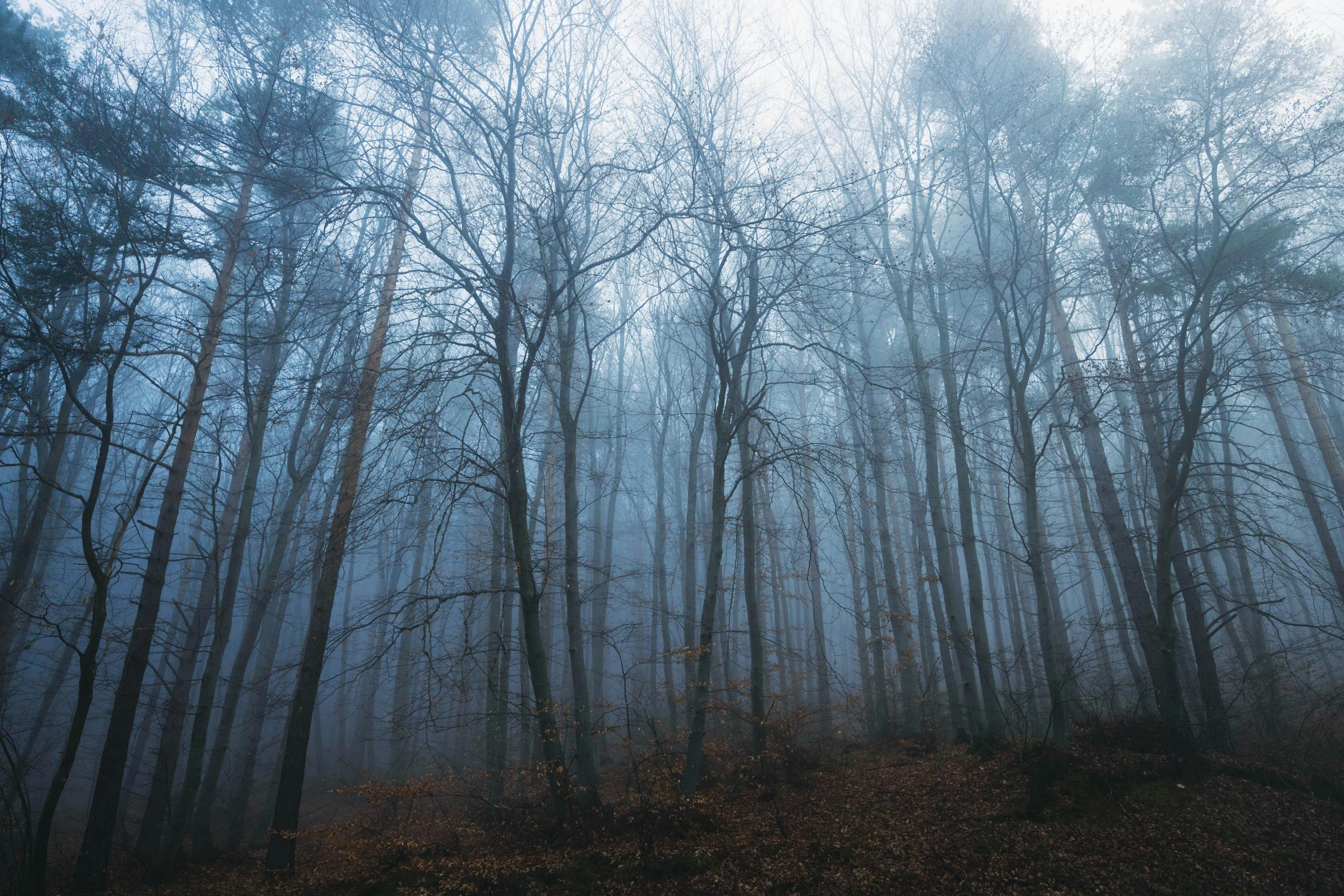 the trees are growing very tall in the foggy forest