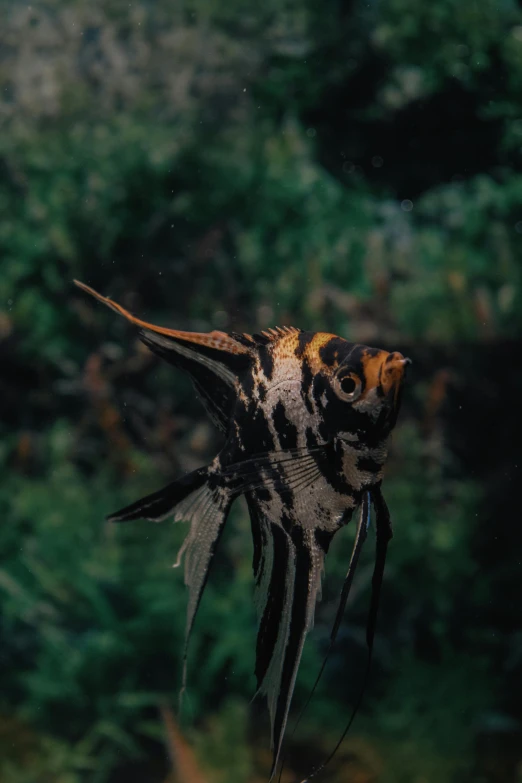 a fish in an aquarium looking like it is falling upside down