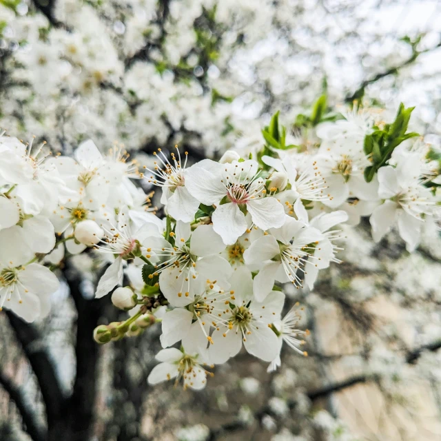 a flowering tree in the middle of a forest