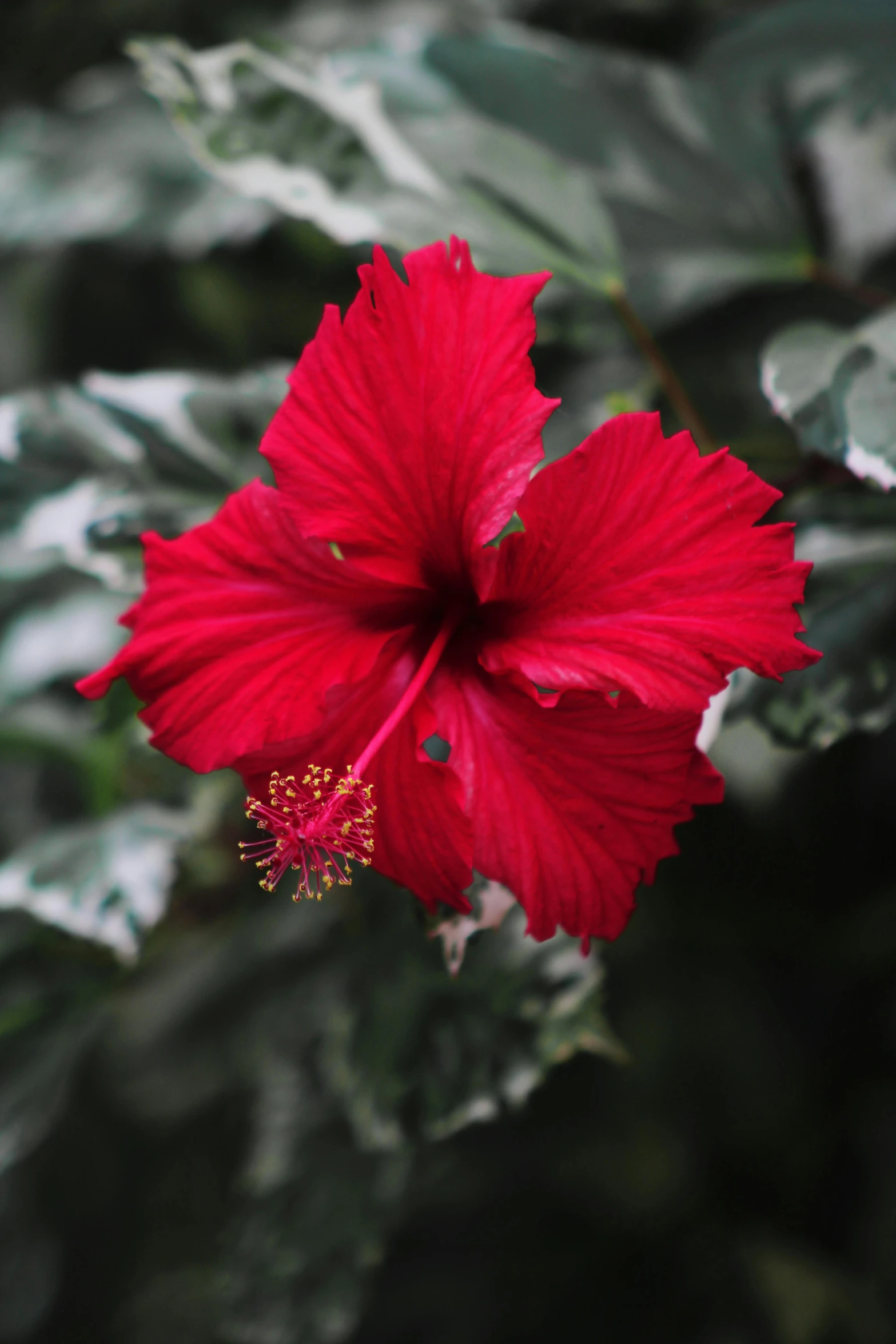 there is a red flower on a plant in the daytime