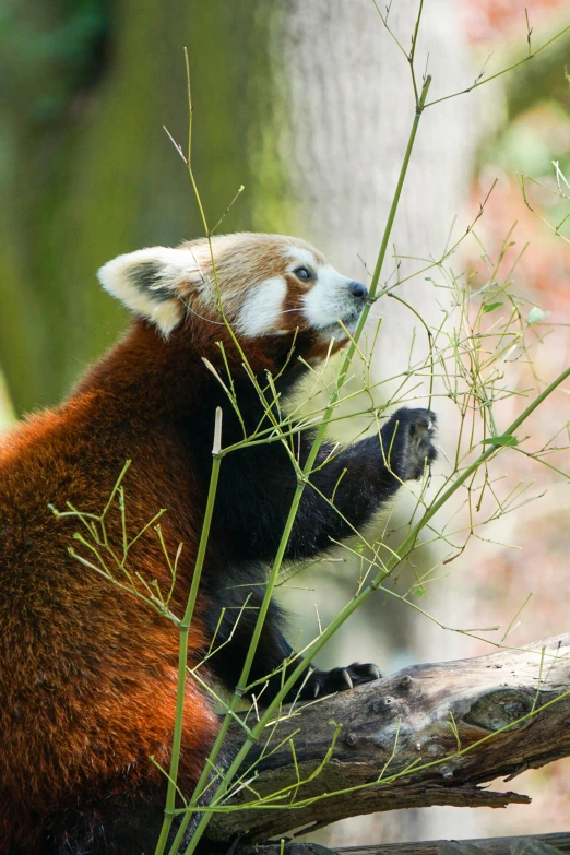 a close up of a small animal on a tree