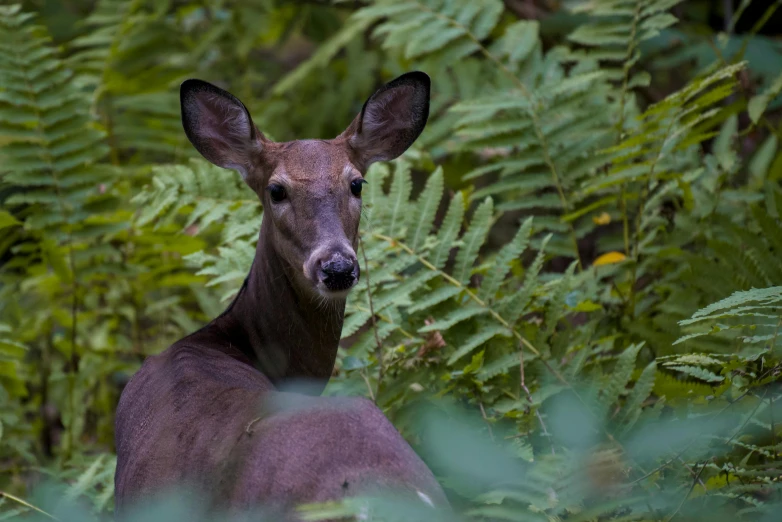 a deer in a forest with plants and bushes
