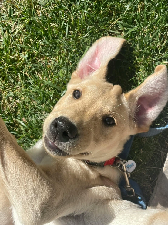 a dog on leash with his tongue out sitting on grass