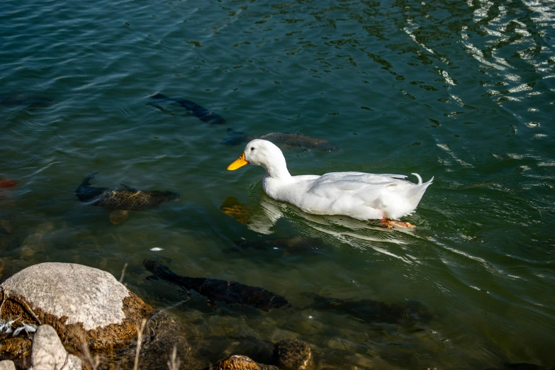 the duck is swimming on clear green water