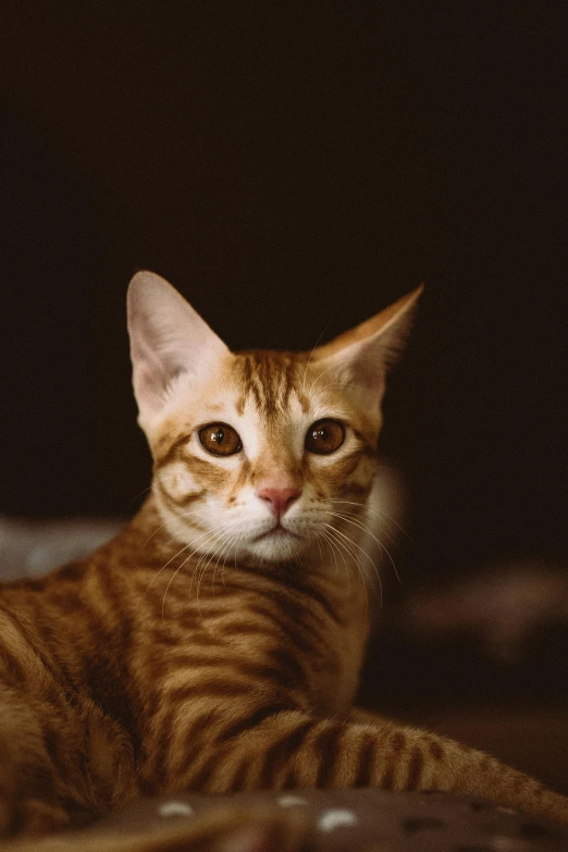 an orange tabby cat lying down in the dark