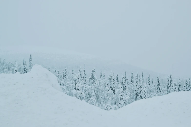 trees in the background behind the snow