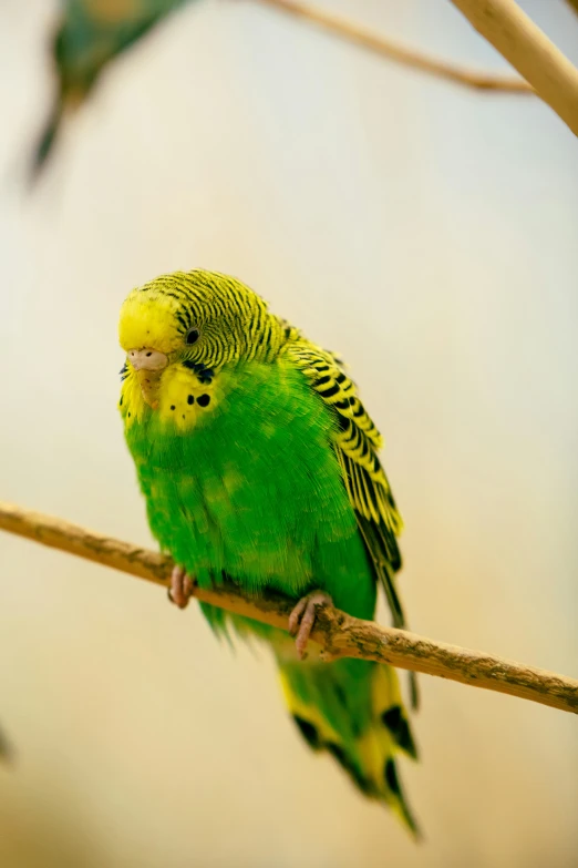 a green parrot sits on a tree nch with another bird behind it