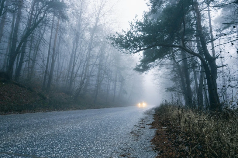 a foggy road with two headlights and some tall trees