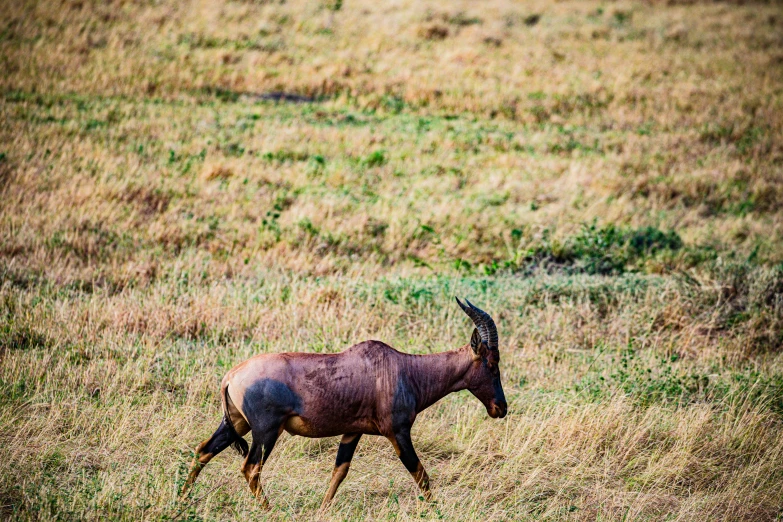 a gazelle running on a grassy plain