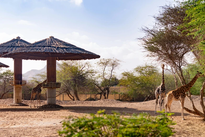 two giraffes and some trees and a gazebo