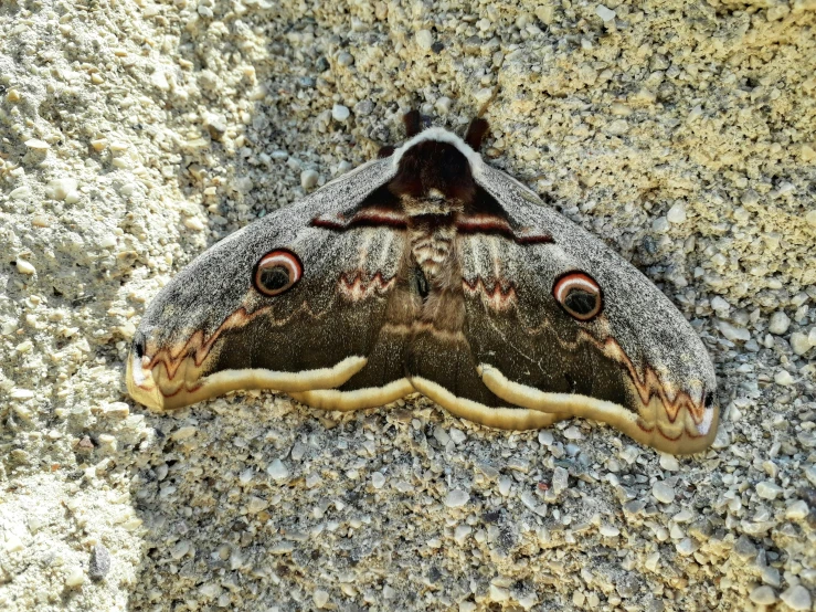 a small gray and brown moth standing on rocks