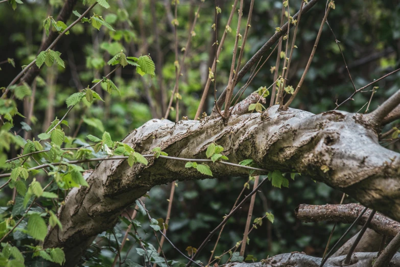 nches and vines that are growing in the woods