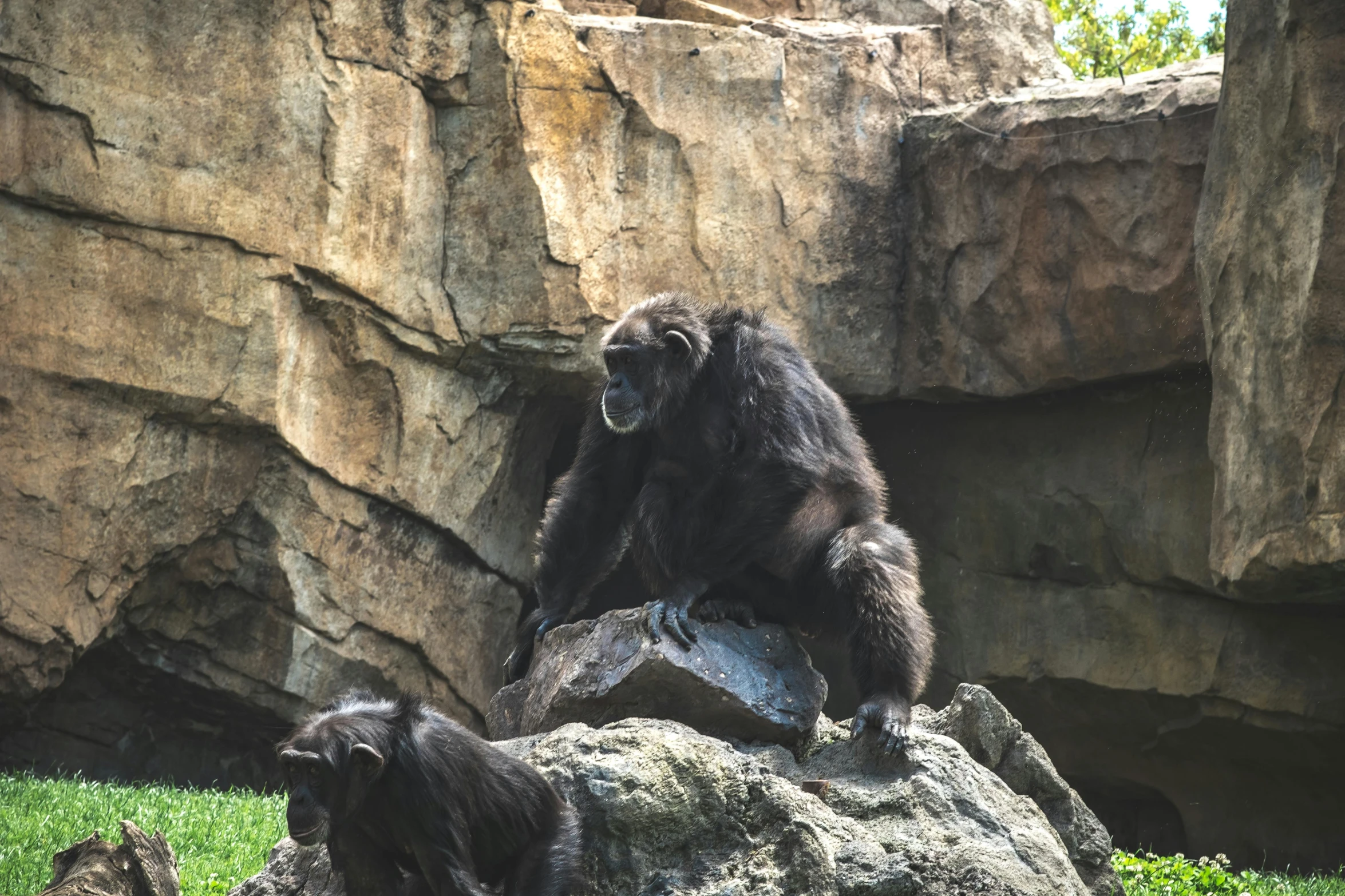 a group of bear standing on top of a rock