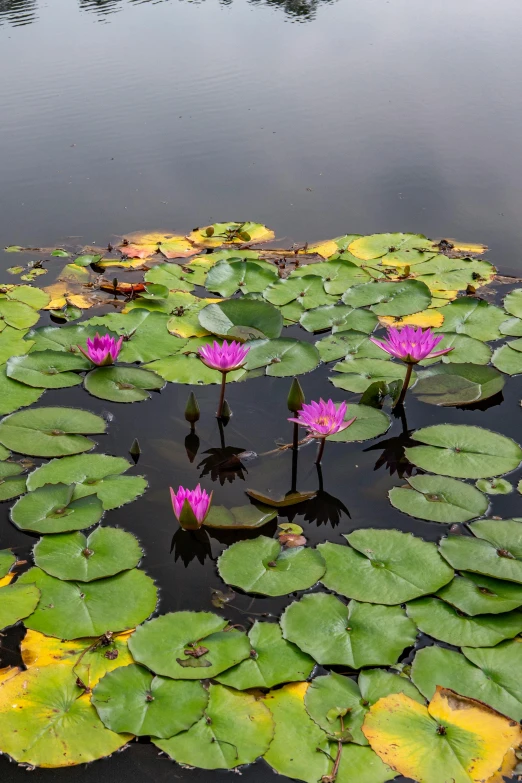some purple waterlily sitting on top of some green leaves