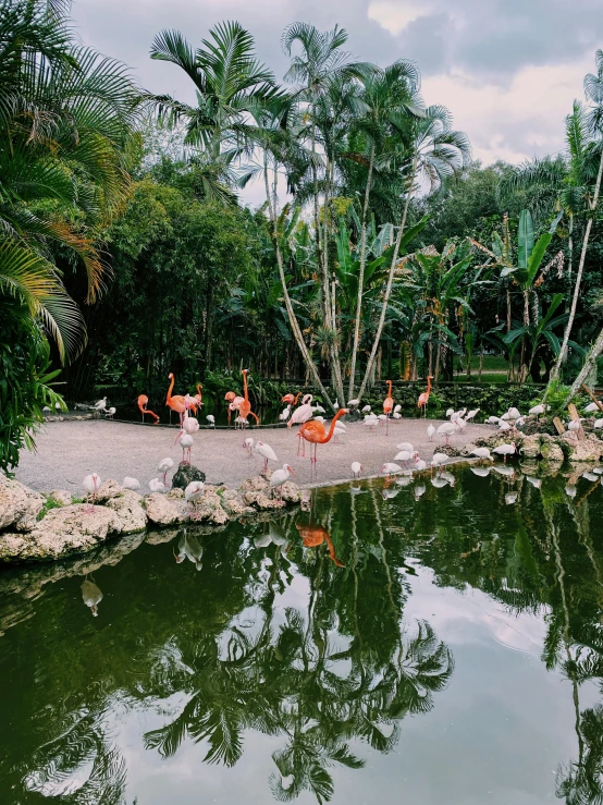 some flamingos and ducks in the water in a zoo