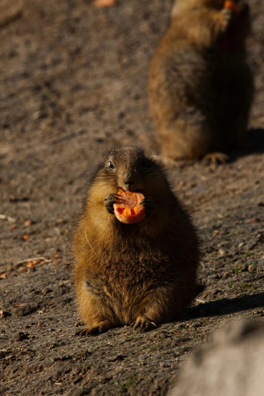 a close up of a monkey sitting on the ground with another sitting next to it