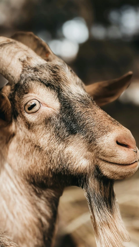 a goat with a long horn has one ear up