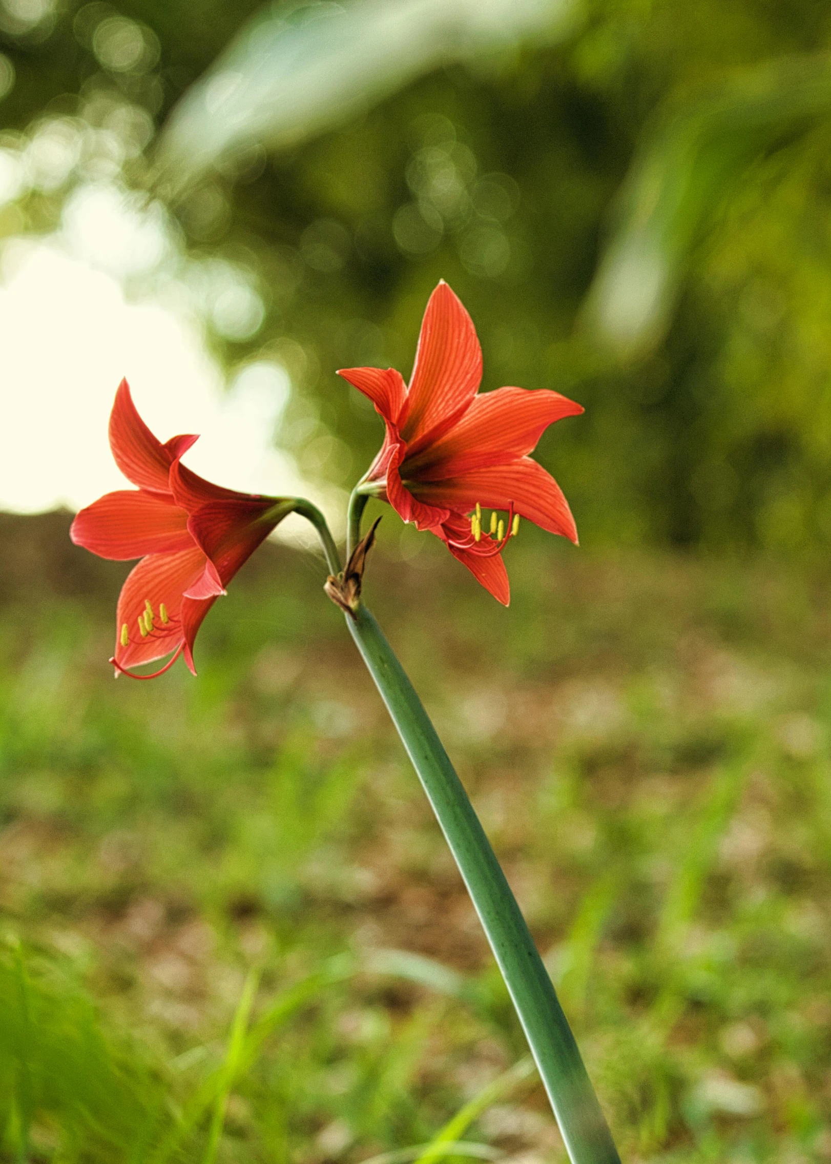 two flowers blooming from the stem and long stem