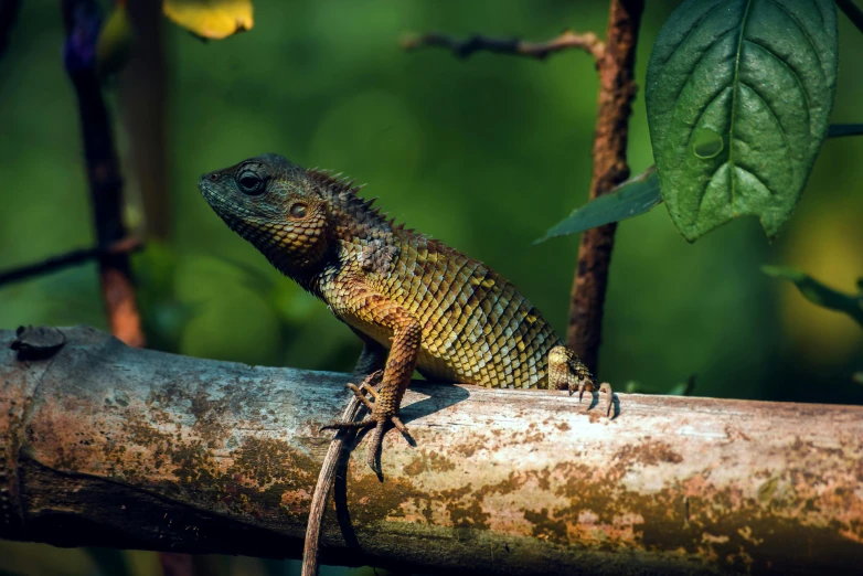 a green lizard is sitting on a tree nch