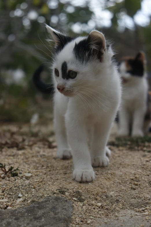 two cats stand together on the dirt ground