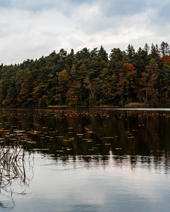 a boat floating in a lake next to a forest