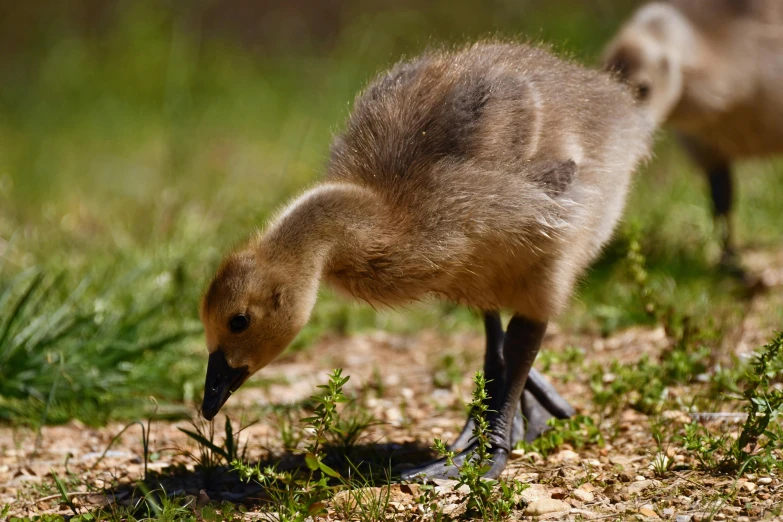 a baby duck standing on top of a green grass covered field