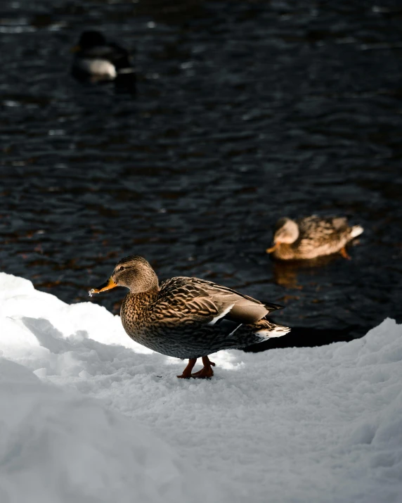 ducks are seen in the water near some snow