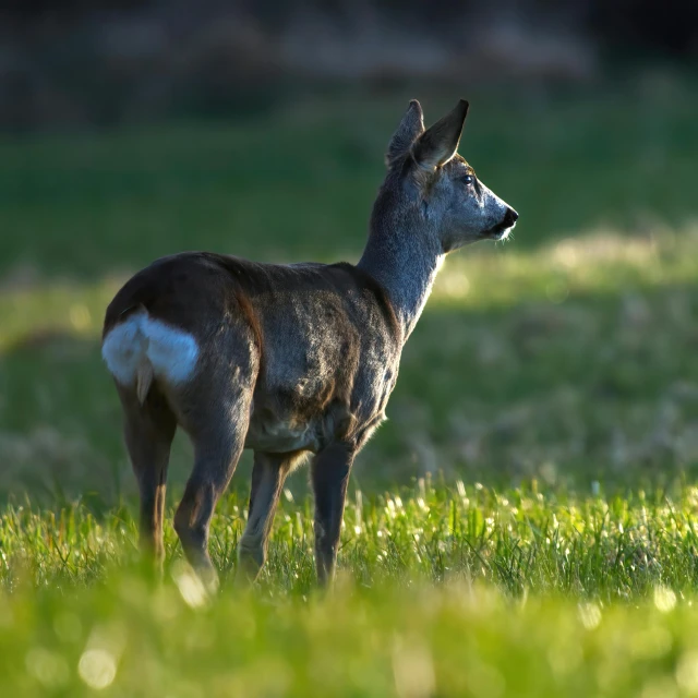 a young deer in the grass looking at the camera