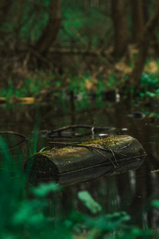 water running through a forested area with moss