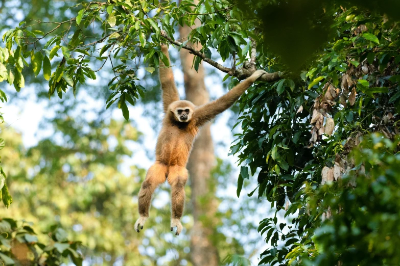 a bear hanging from the nches of a tree