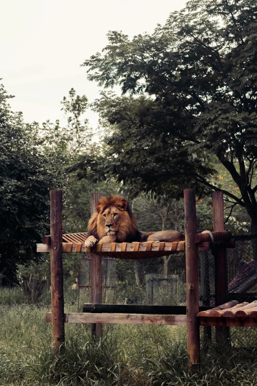 a large lion laying on top of a wooden bench