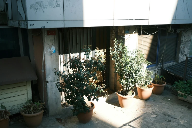 some plants and a house on the side of the road