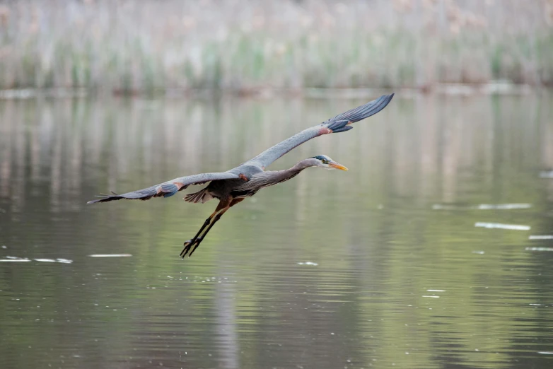 the birds are flying in a line above the water