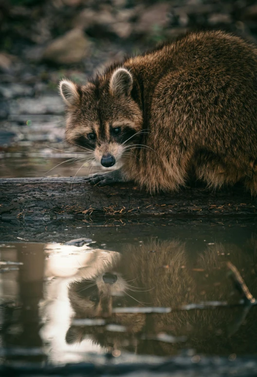 a rac sitting next to the water drinking soing